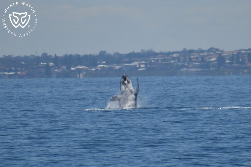 Whale Watch Western Australia