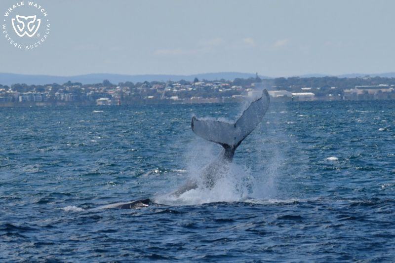 Whale Watch Western Australia