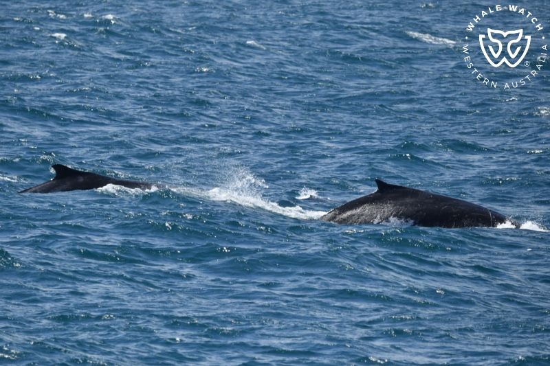 Whale Watch Western Australia