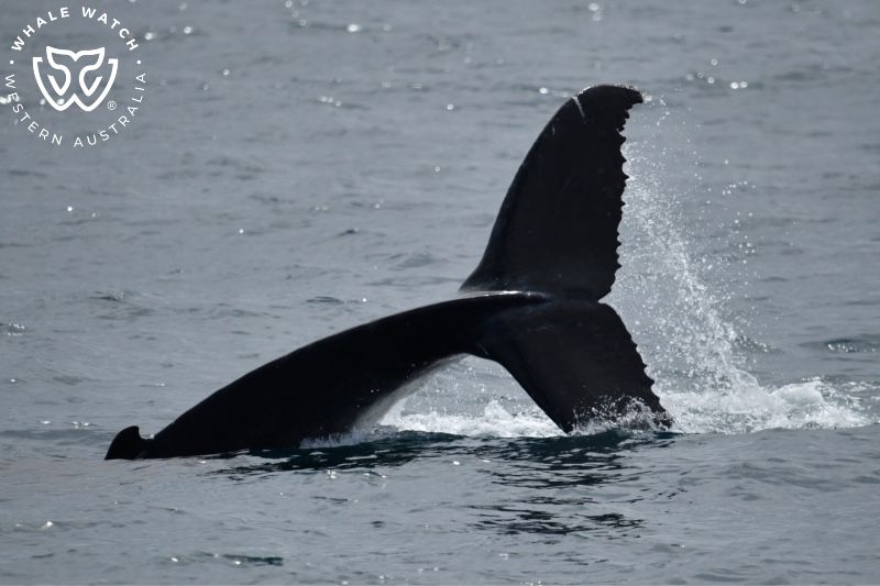 Whale Watch Western Australia
