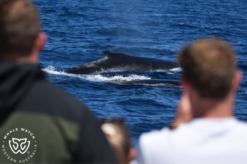 Whale Watch Western Australia