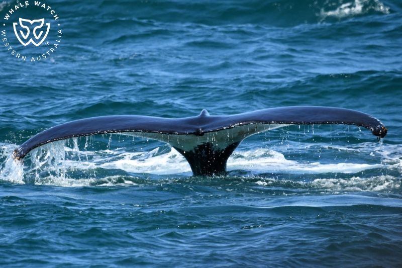 Whale Watch Western Australia