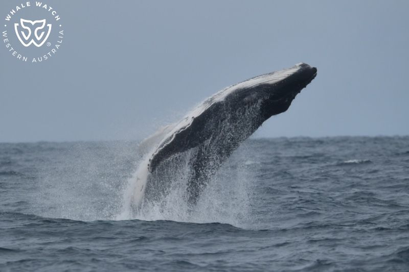 Whale Watch Western Australia
