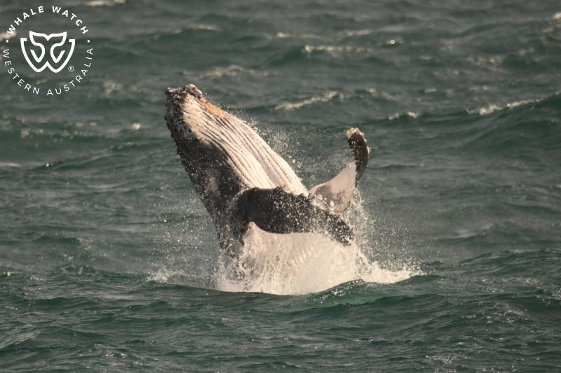 Whale Watch Western Australia