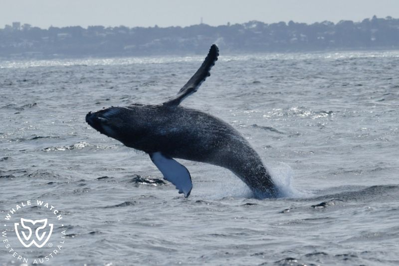 Whale Watch Western Australia
