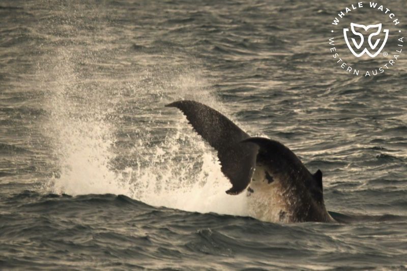 Whale Watch Western Australia