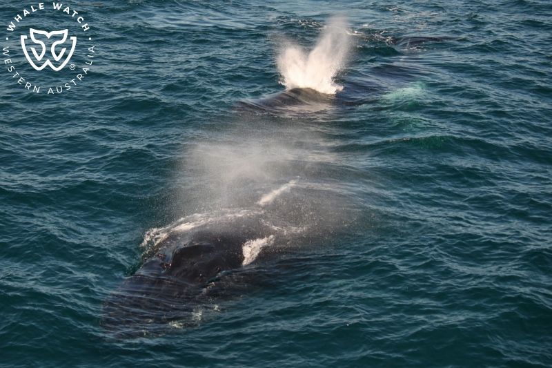 Whale Watch Western Australia