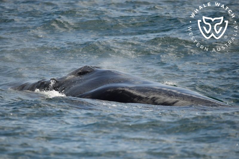 Whale Watch Western Australia
