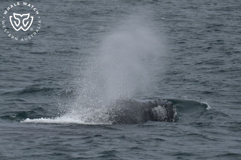 Whale Watch Western Australia