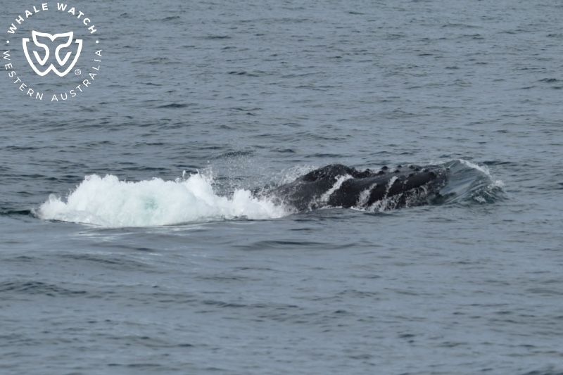 Whale Watch Western Australia