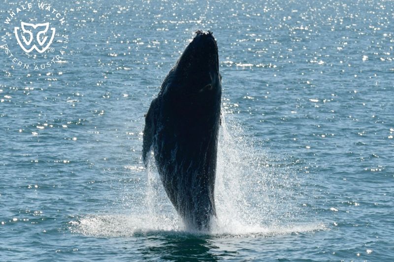 Whale Watch Western Australia