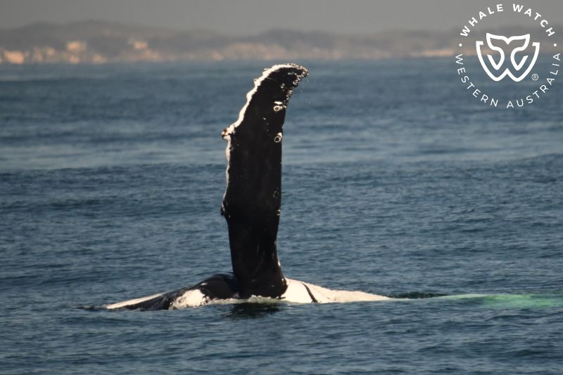 Whale Watch Western Australia