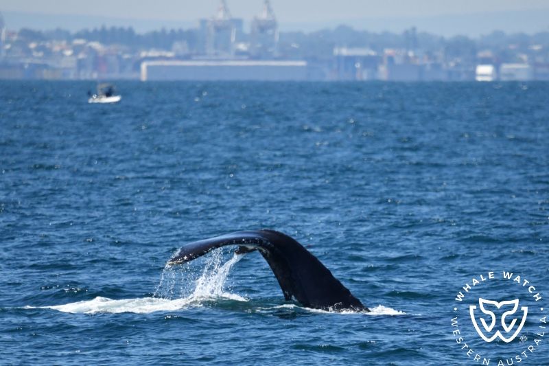 Whale Watch Western Australia