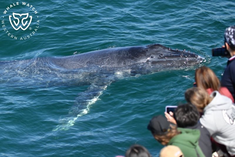 Whale Watch Western Australia