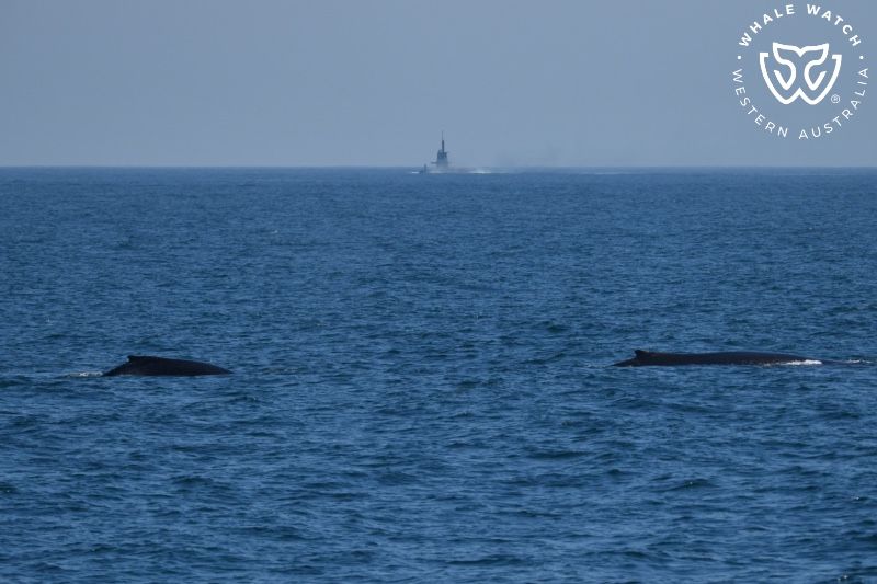 Whale Watch Western Australia