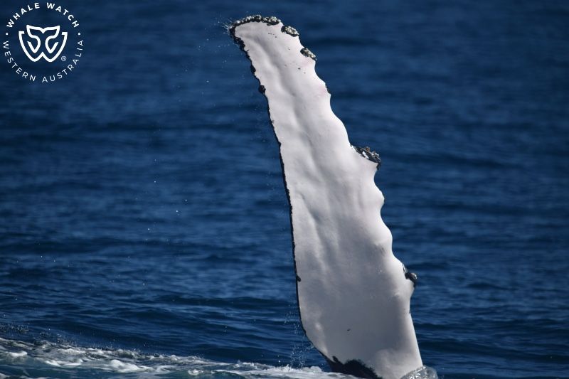 Whale Watch Western Australia