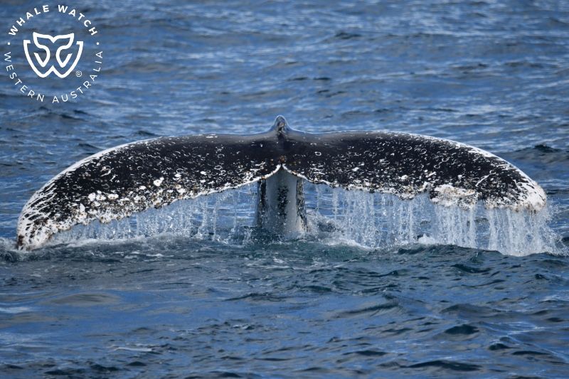 Whale Watch Western Australia
