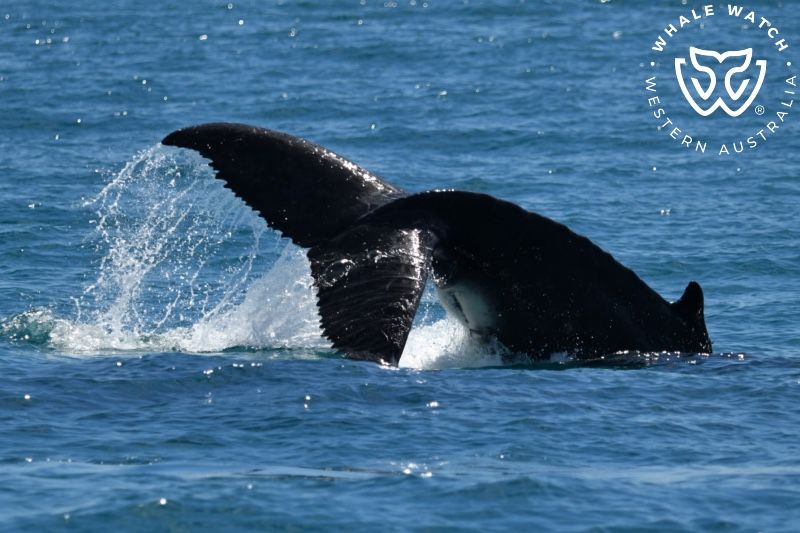 Whale Watch Western Australia