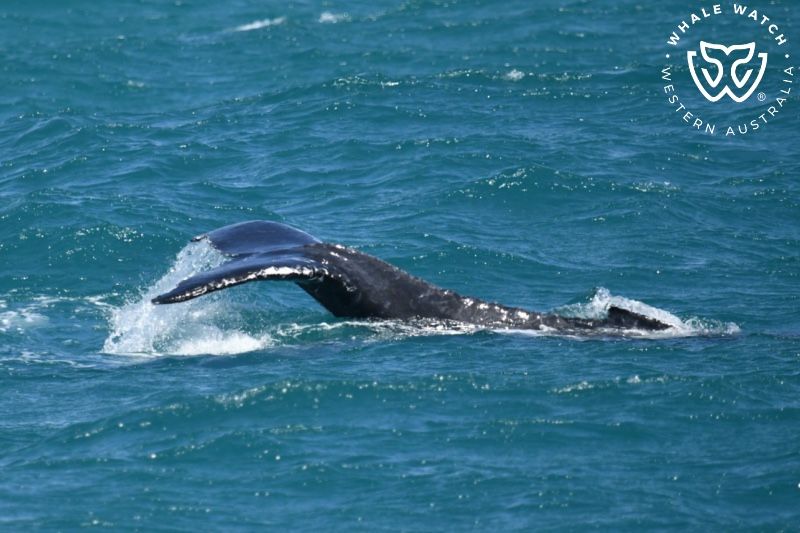Whale Watch Western Australia