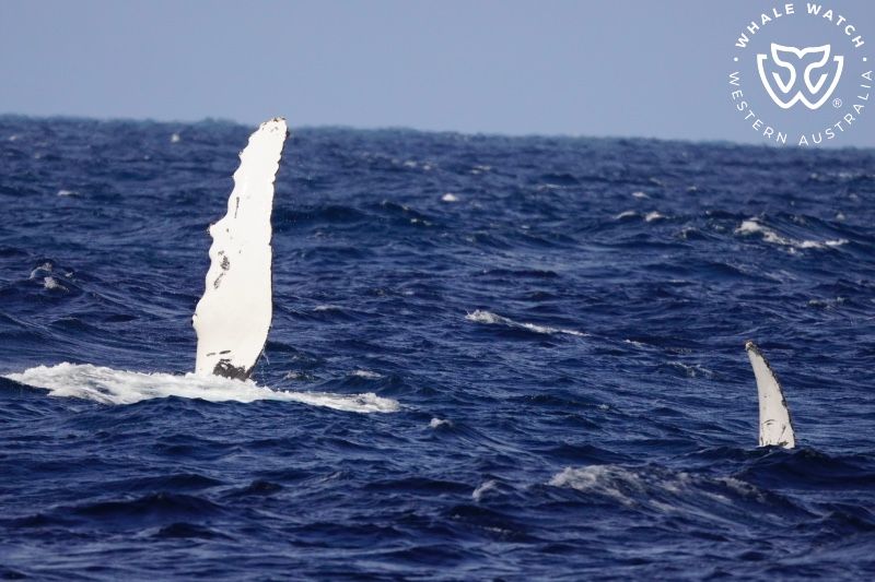 Whale Watch Western Australia