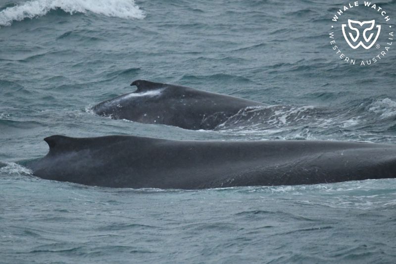 Whale Watch Western Australia