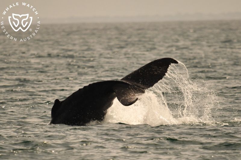 Whale Watch Western Australia