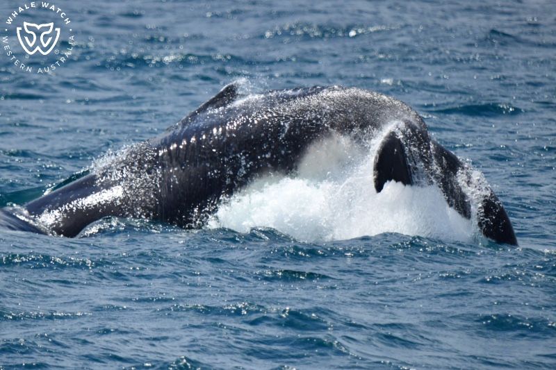 Whale Watch Western Australia