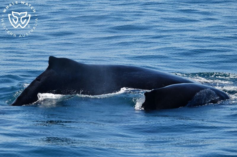 Whale Watch Western Australia