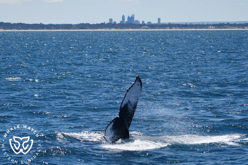 Whale Watch Western Australia
