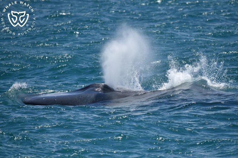 Whale Watch Western Australia