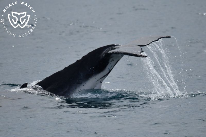 Whale Watch Western Australia
