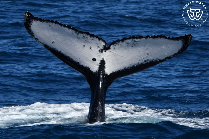 Whale Watch Western Australia
