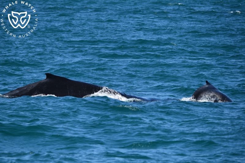Whale Watch Western Australia