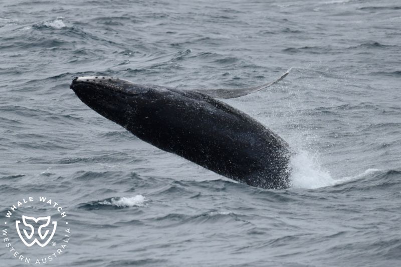Whale Watch Western Australia