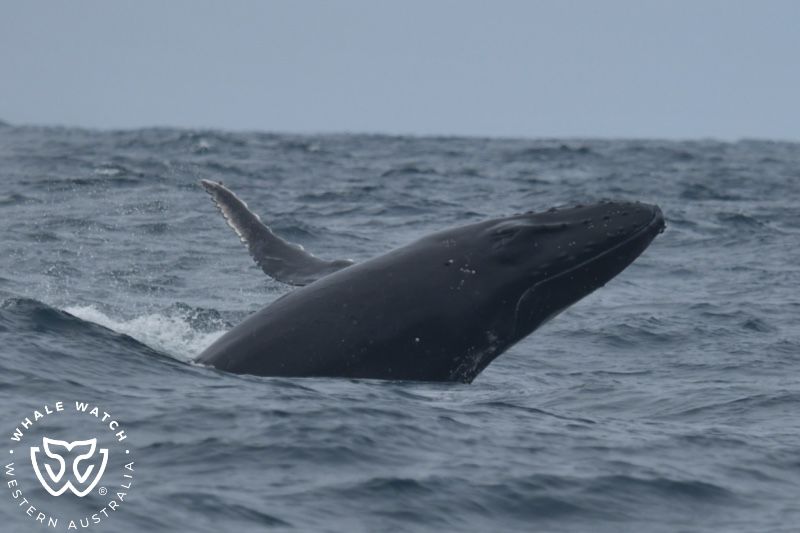 Whale Watch Western Australia