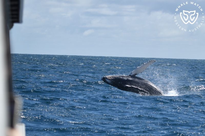 Whale Watch Western Australia