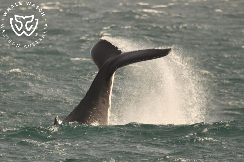 Whale Watch Western Australia