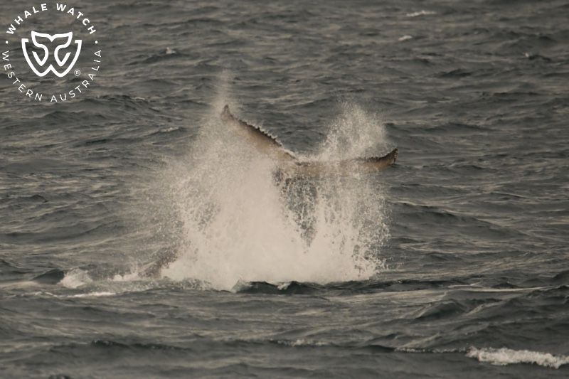 Whale Watch Western Australia