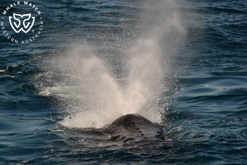 Whale Watch Western Australia