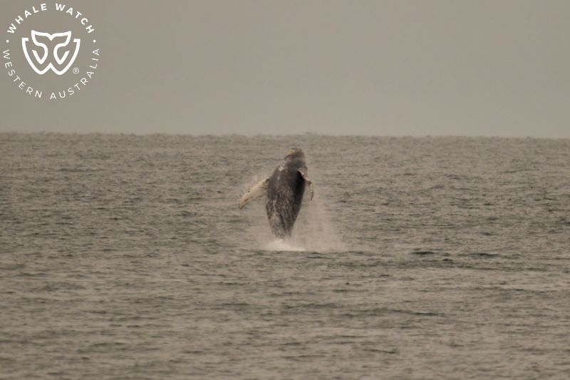 Whale Watch Western Australia