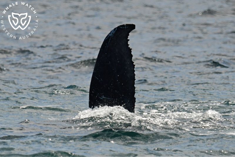 Whale Watch Western Australia