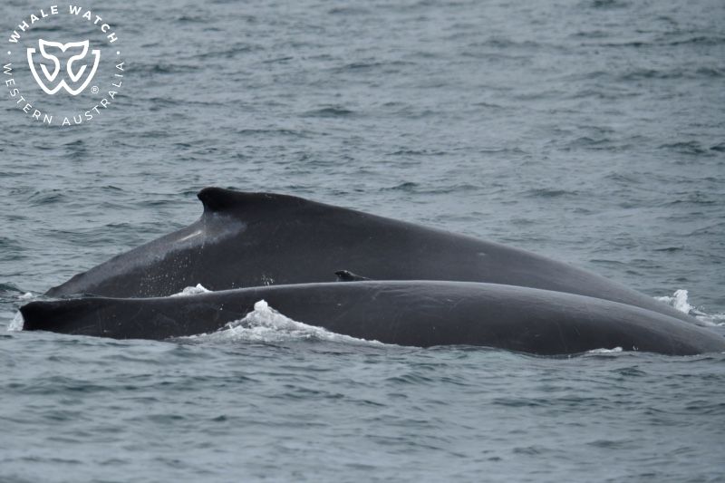 Whale Watch Western Australia
