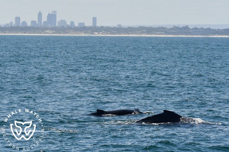 Whale Watch Western Australia