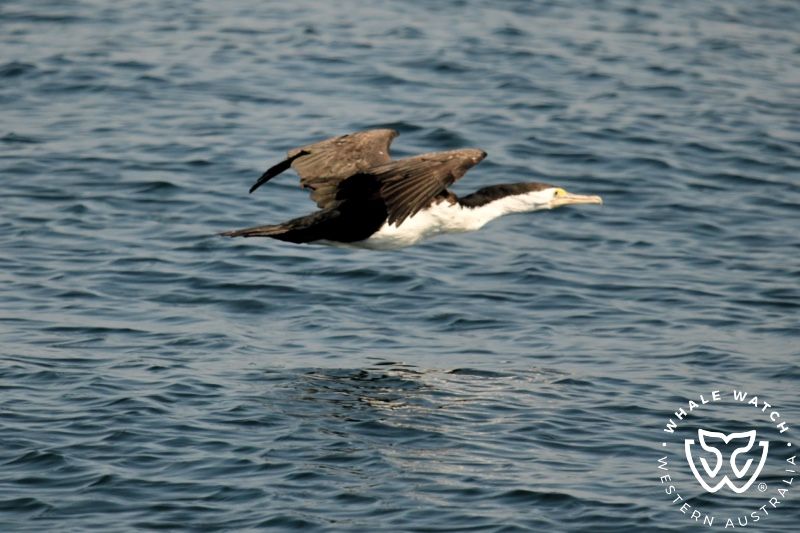 Whale Watch Western Australia