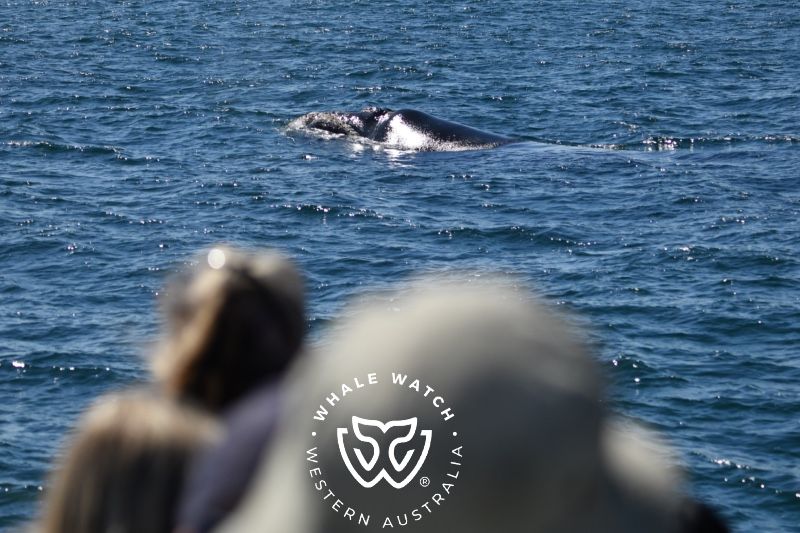 Whale Watch Western Australia