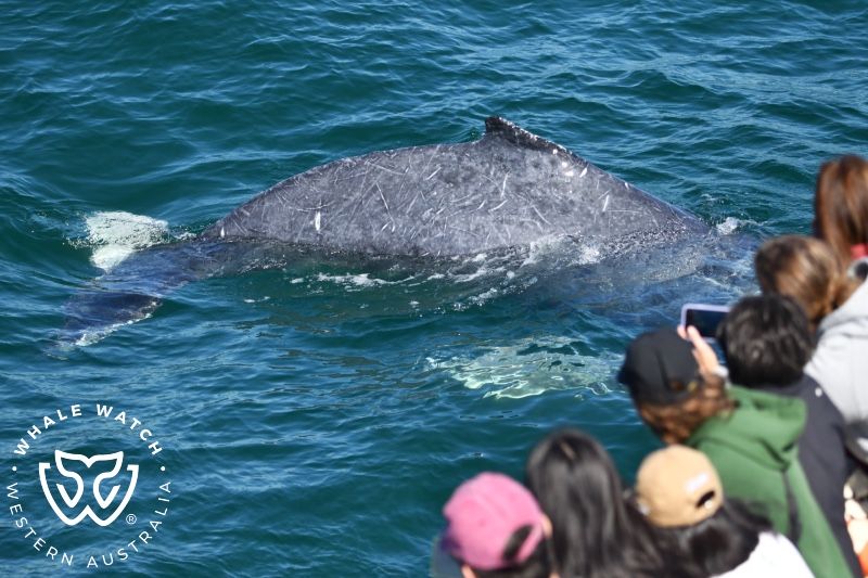 Whale Watch Western Australia