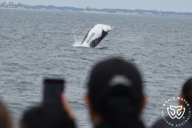 Whale Watch Western Australia
