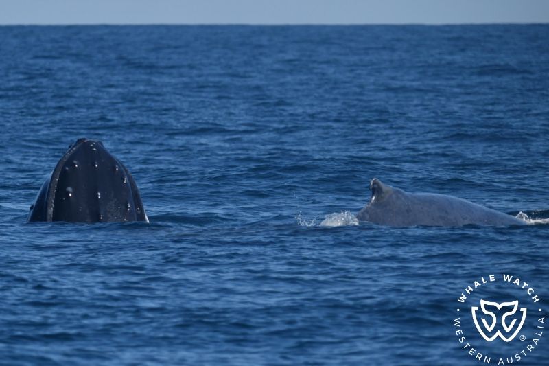 Whale Watch Western Australia
