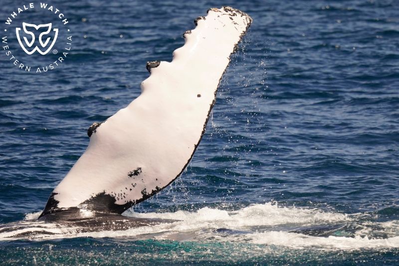Whale Watch Western Australia