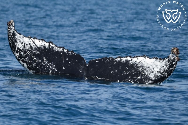 Whale Watch Western Australia